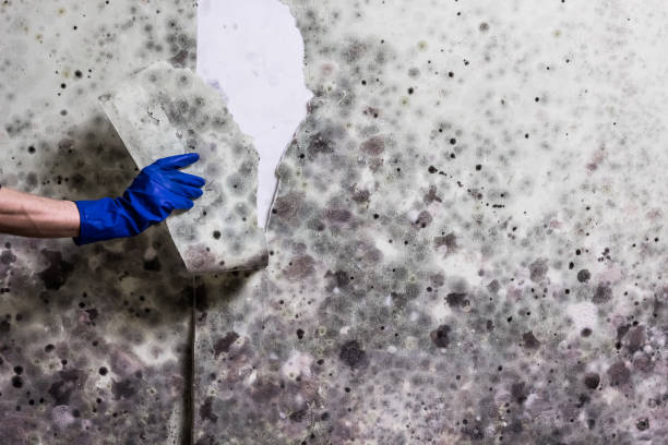 Best Industrial Mold Remediation in Redondo Beach, CA